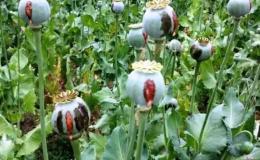 برخورد قضایی با کشت&zwnj;کنندگان گیاهان ممنوعه در لرستان