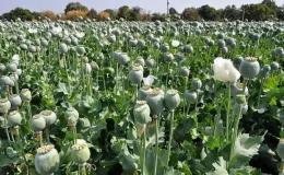 کشف محموله عظیم مواد مخدر در تهران / هزار و 117 خرده&zwnj;فروش دستگیر شدند