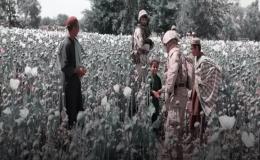تهدید جدی تغییرالگوی کشت در افغانستان و رشد تولید موادمخدر مصنوعی