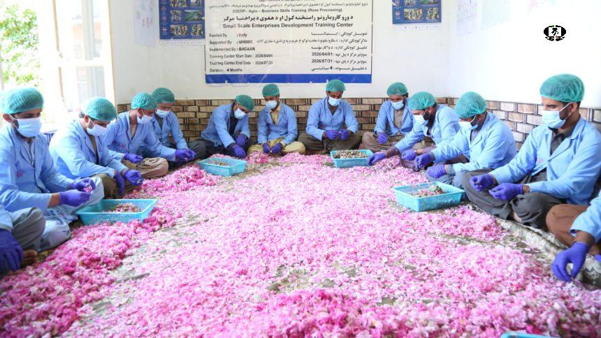 کشت بدیل خشخاش؛ سازمان ملل متحد زعفران و گل محمدی را ترویج می&zwnj;کند