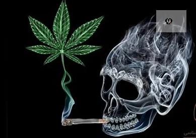روان پریشی و جنون در کمین مصرف&zwnj;کنندگان ماده مخدر گُل