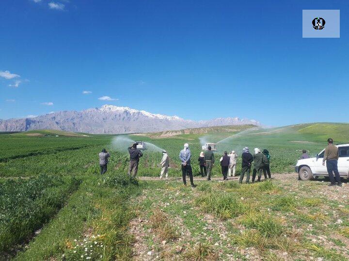 رئیس جهاد کشاورزی کرمانشاه: در برخورد با کشت&zwnj;های ممنوعه جدی هستیم