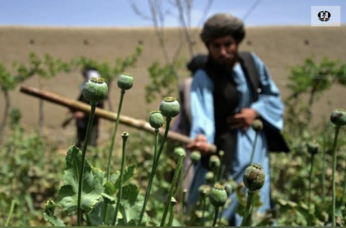 کشت موادمخدر در افغانستان به قاچاق آن در منطقه افزوده است